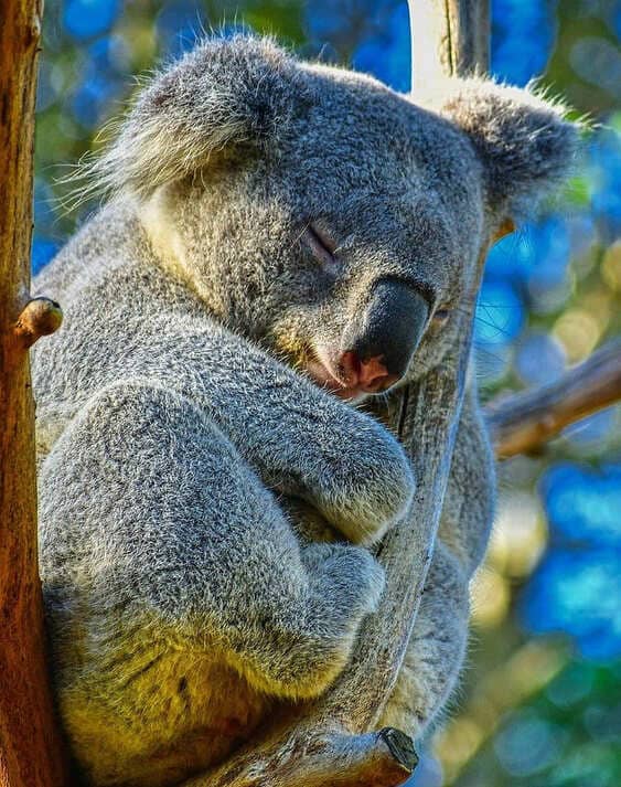 Koala Walk | Koala Spotting | Sleeping Koala